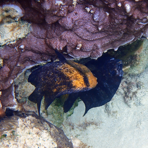 Parma polylepis observed 2026-09-23