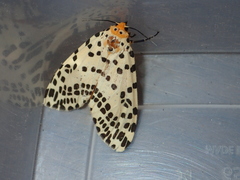 Juxtarctia multiguttata