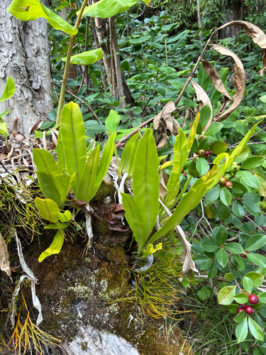 Elaphoglossum aemulum observed 2025-10-19