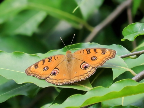 Peacock Pansy