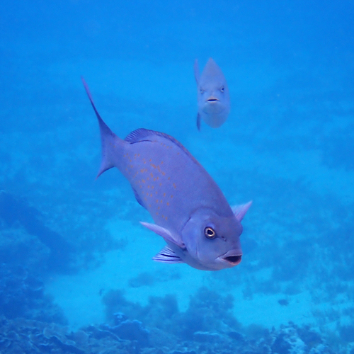 Girella cyanea observed 2026-09-23