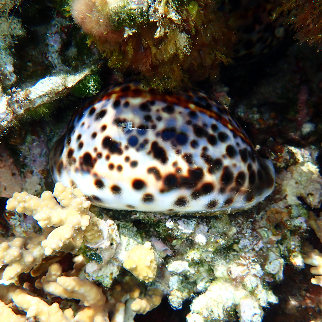 Tiger cowrie