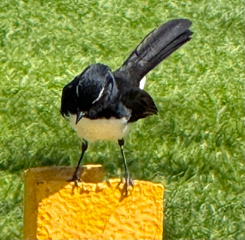 Willie Wagtail