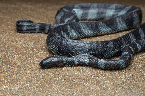 Polyodontognathus caerulescens observed 2026-09-28