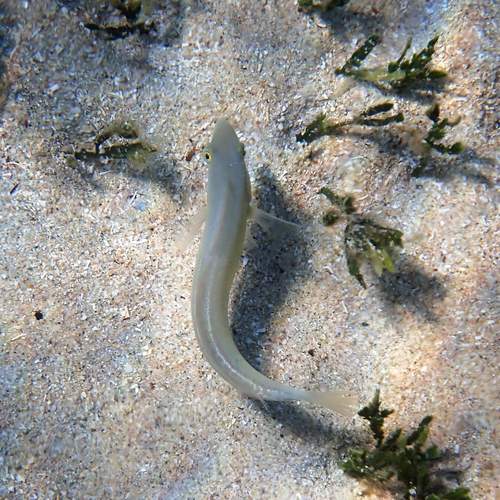 Cymolutes praetextatus observed 2026-09-27