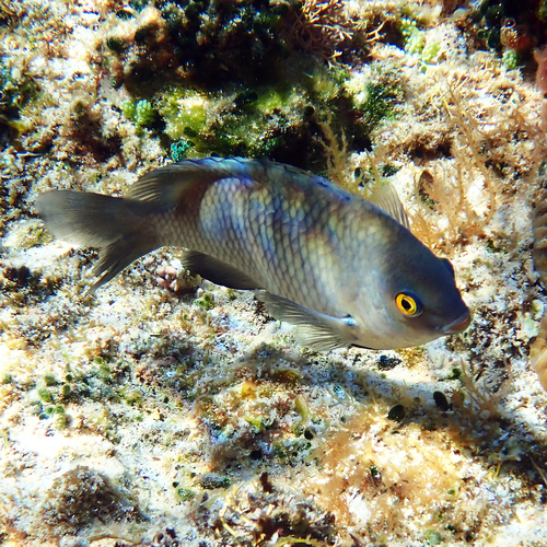 Stegastes fasciolatus observed 2026-09-27