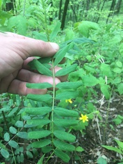 Astragalus canadensis