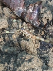 Centruroides limbatus