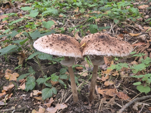 Parasol
