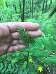 Astragalus canadensis