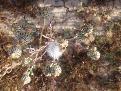 Malacothrix coulteri