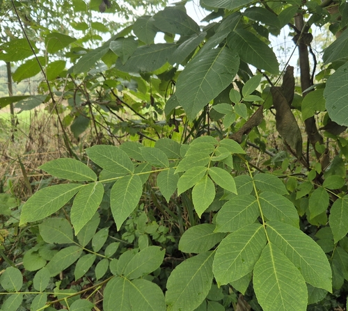Persian walnut