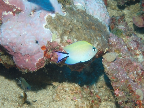 Genicanthus melanospilos observed 2026-10-01
