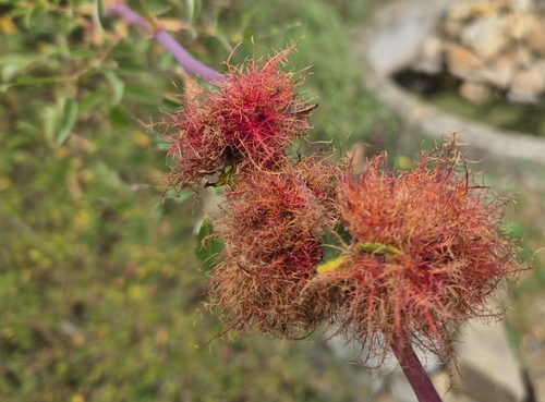 Mossy Rose Gall Wasp