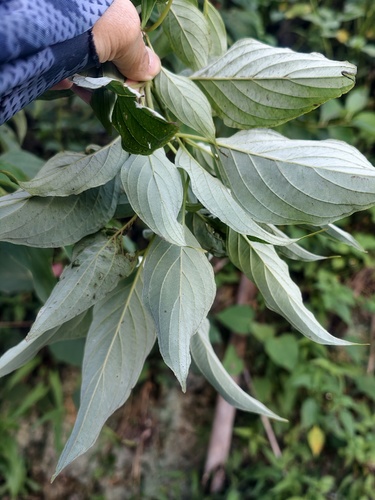Cornus macrophylla observed 2026-09-21