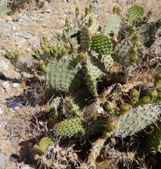 Opuntia cymochila