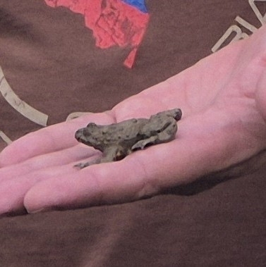 Yellow-bellied Toad