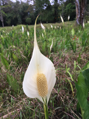 Spathiphyllum