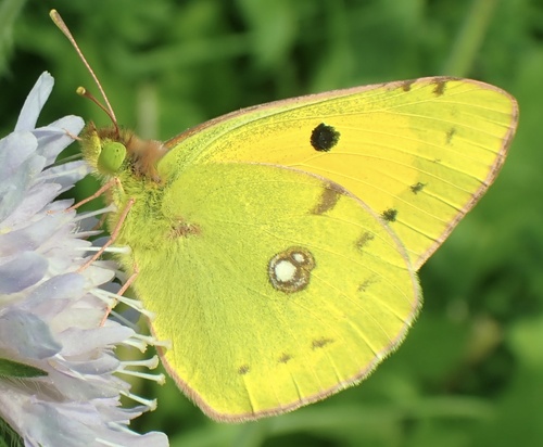 Clouded Yellow