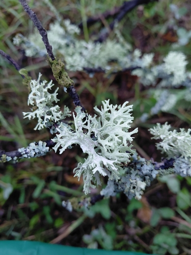 Oakmoss