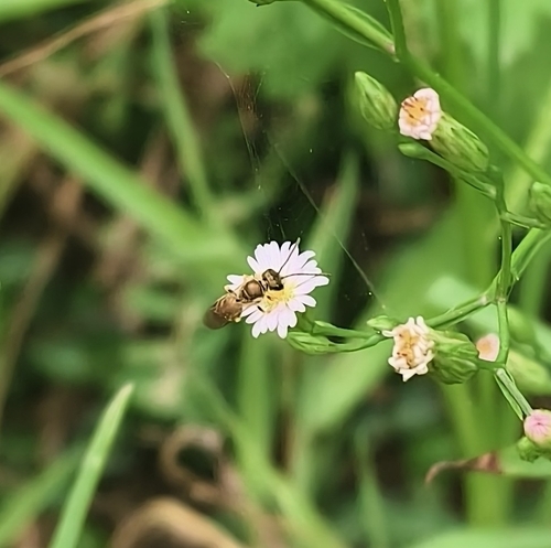 Coppery Metallic-Furrow bee