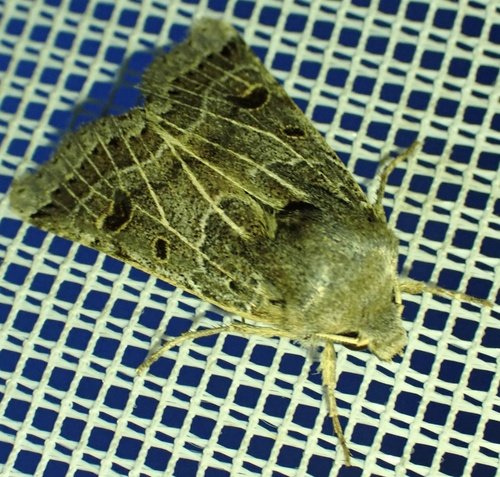 Lunar Underwing