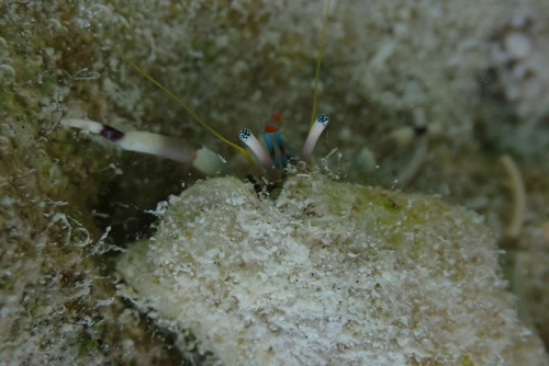 Calcinus latens observed 2026-09-30