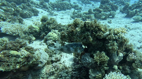 Cyclichthys spilostylus observed 2026-09-26