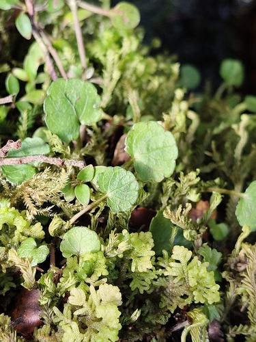 Viola filicaulis observed 2026-10-01