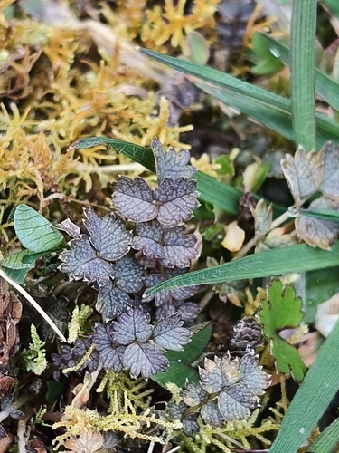 Acaena inermis observed 2026-10-01