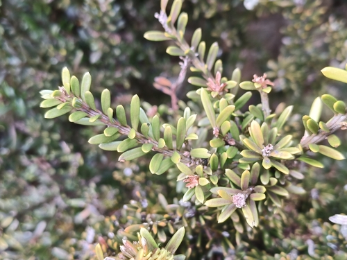 Podocarpus nivalis observed 2026-10-01