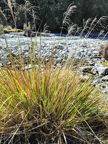 Chionochloa conspicua observed 2026-10-01