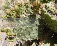 Opuntia cymochila