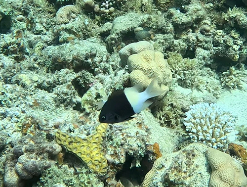Chromis dimidiata observed 2026-09-26