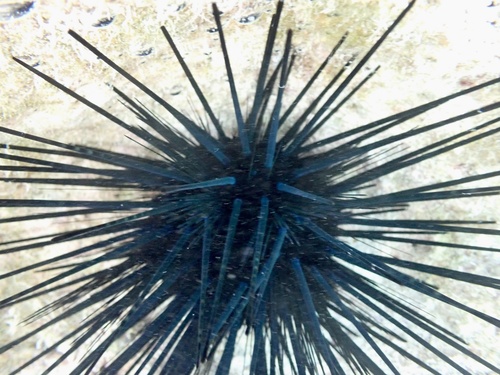 Echinothrix diadema observed 2026-09-30