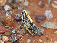 Monistria pustulifera