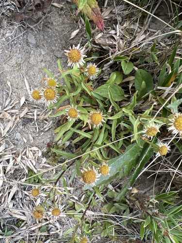 Erigeron morrisonensis, 2026-10-02