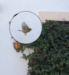 Vireo bellii
