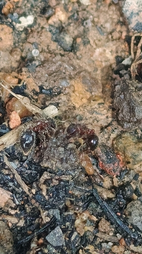 Bicolored Shield Ant