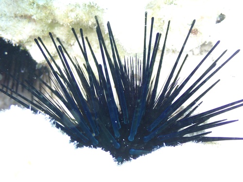 Echinothrix diadema observed 2026-09-30