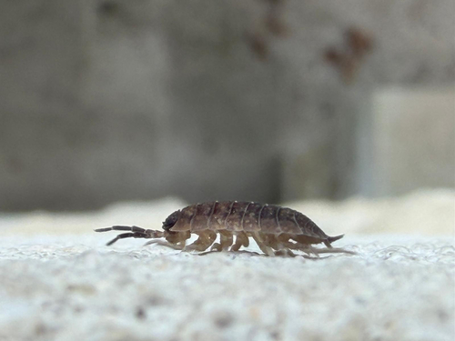 Common Rough Woodlouse