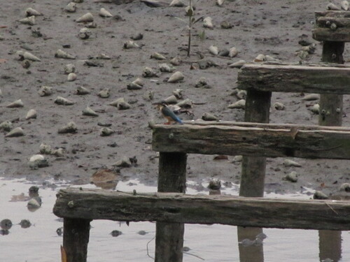 Common Kingfisher