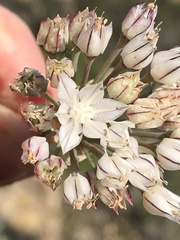 Allium marvinii