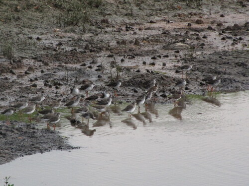 Common Redshank