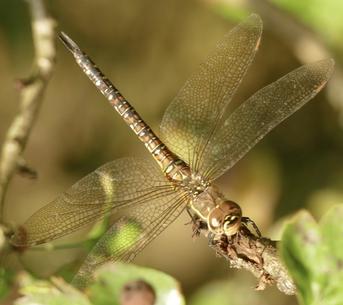 Migrant Hawker