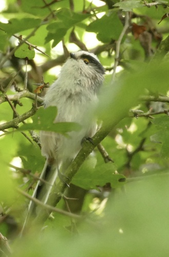Long-tailed Tit
