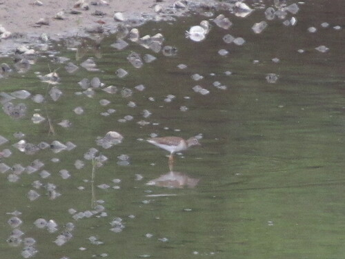 Common Sandpiper