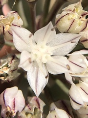 Allium marvinii