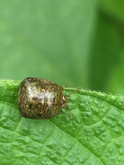 Megacopta punctatissima