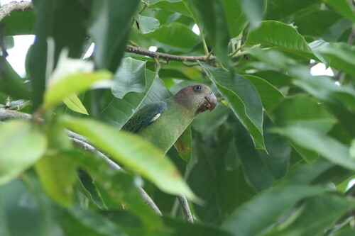 Psittinus cyanurus observed 2026-10-01
